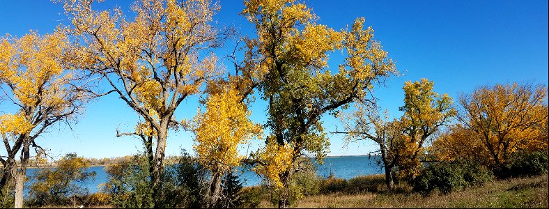 Fall Color on the Cottonwoods;Lake Andes Wetland Management District South Dakota