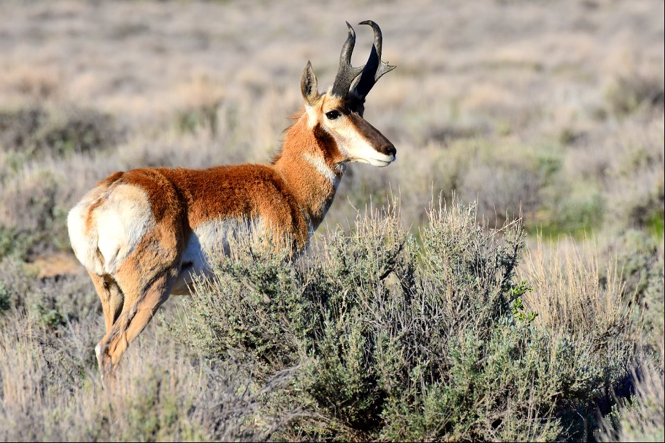 Pronghorn at Seedskadee National Wildlife Refuge