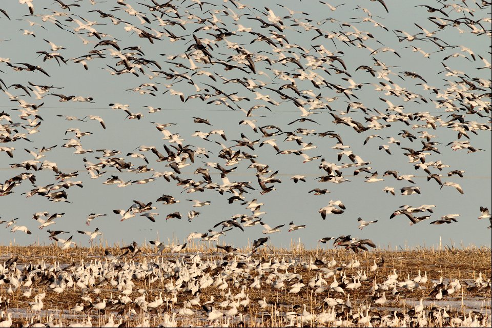 Spring Goose Migration Huron Wetland Management District South Dakota
