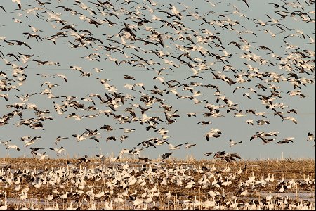 Spring Goose Migration Huron Wetland Management District South Dakota