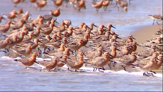 Red knots looking beautiful near Ramp 63 photo