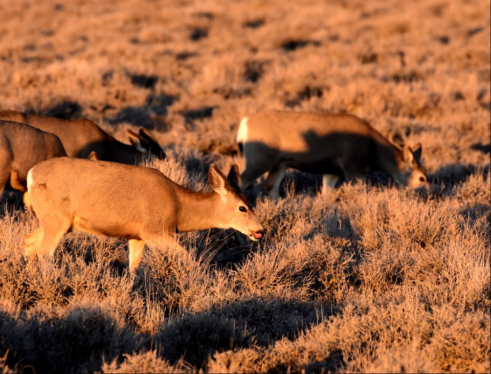 Mule deer at Seedskadee National Wildlife Refuge