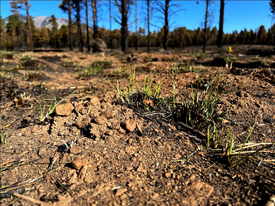 TunnelFireBAER_20220501_lowburnseveritywestoftimberlineestates_robballard