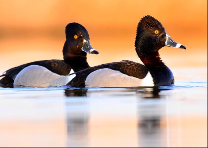 Ring-necked duck at Seedskadee National Wildlife Refuge Wyoming photo