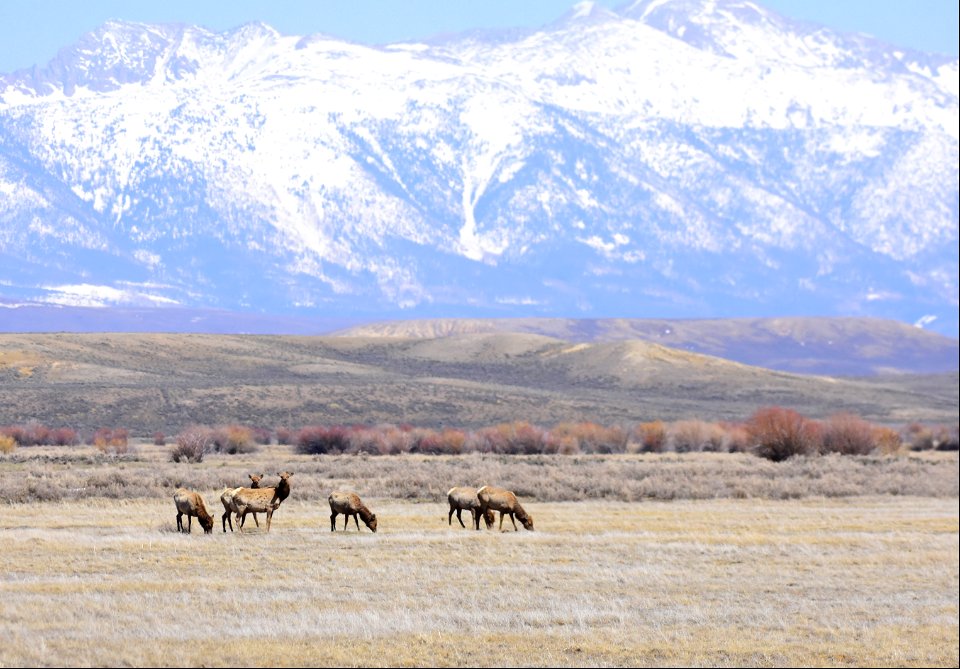 Elk on Arapaho National Wildlife Refuge Colorado