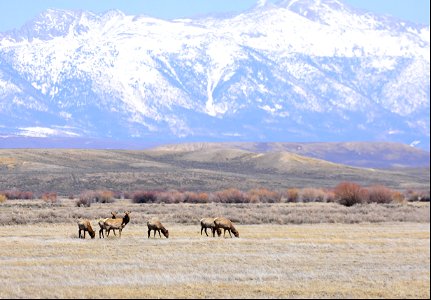 Elk on Arapaho National Wildlife Refuge Colorado