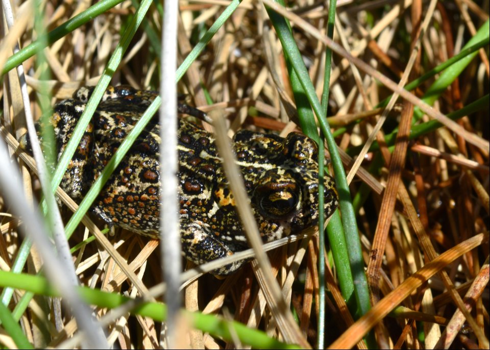 Dixie Valley toad in grass.