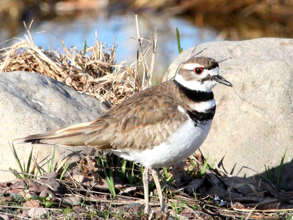 Killdeer at Whittlesey Creek NWR, Ashland, WI.