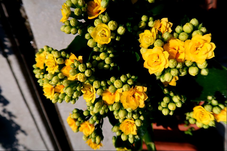 cimitir Sfanta Vineri (19)