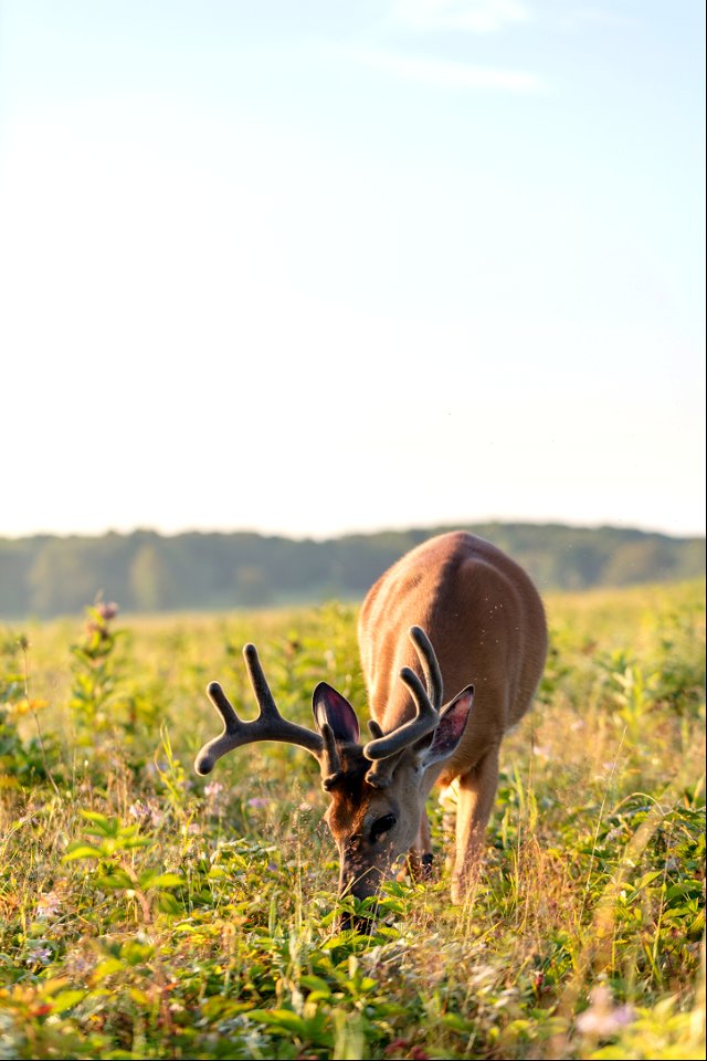 Big Meadows Buck in Velvet photo