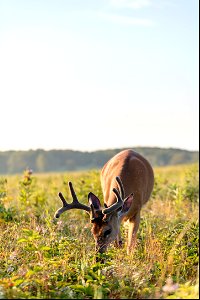 Big Meadows Buck in Velvet photo