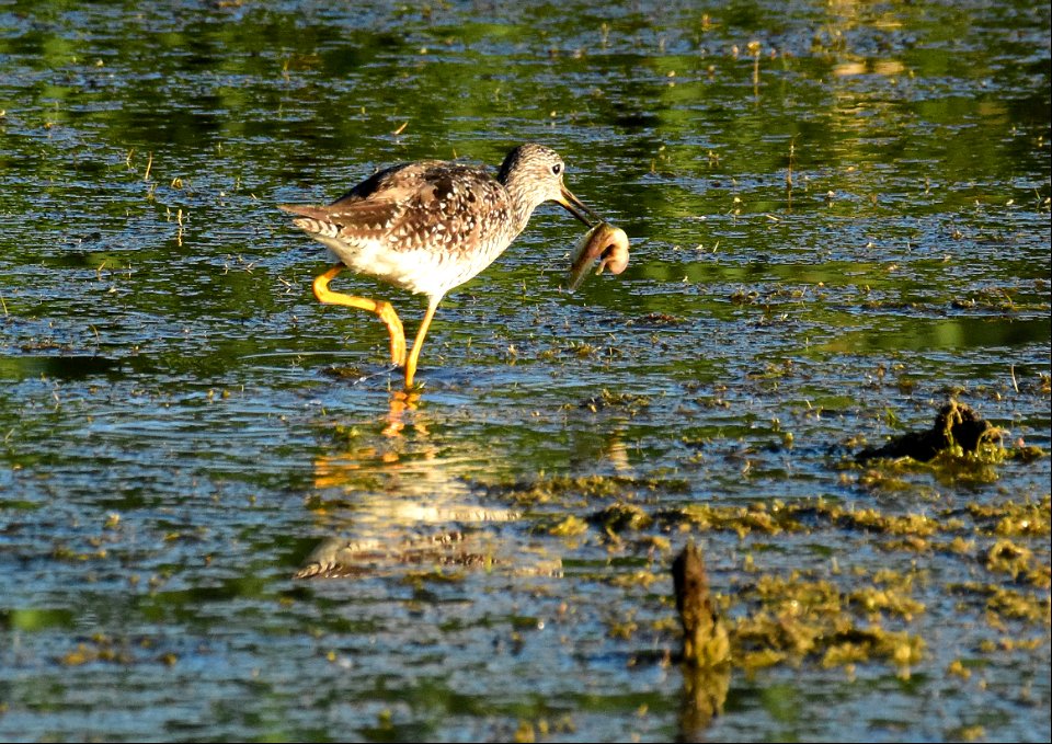 Greater yellowlegs at Seedskadee National Wildlife Refuge Wyoming