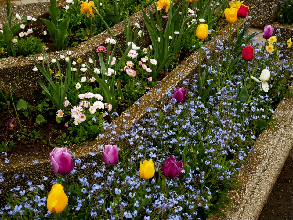 Herestrau Park in spring (107)