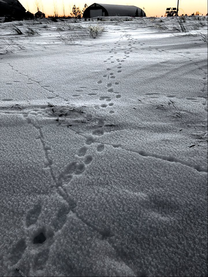 Tracks and Critters