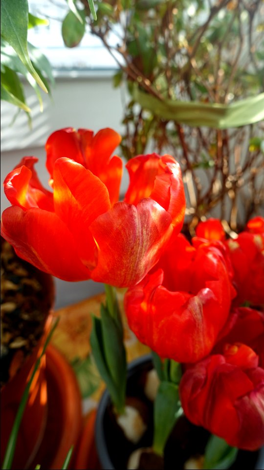 tulips_lalele-2023_0225_110351