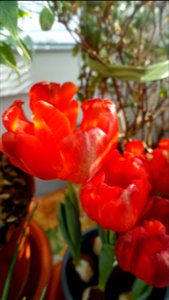 tulips_lalele-2023_0225_110351