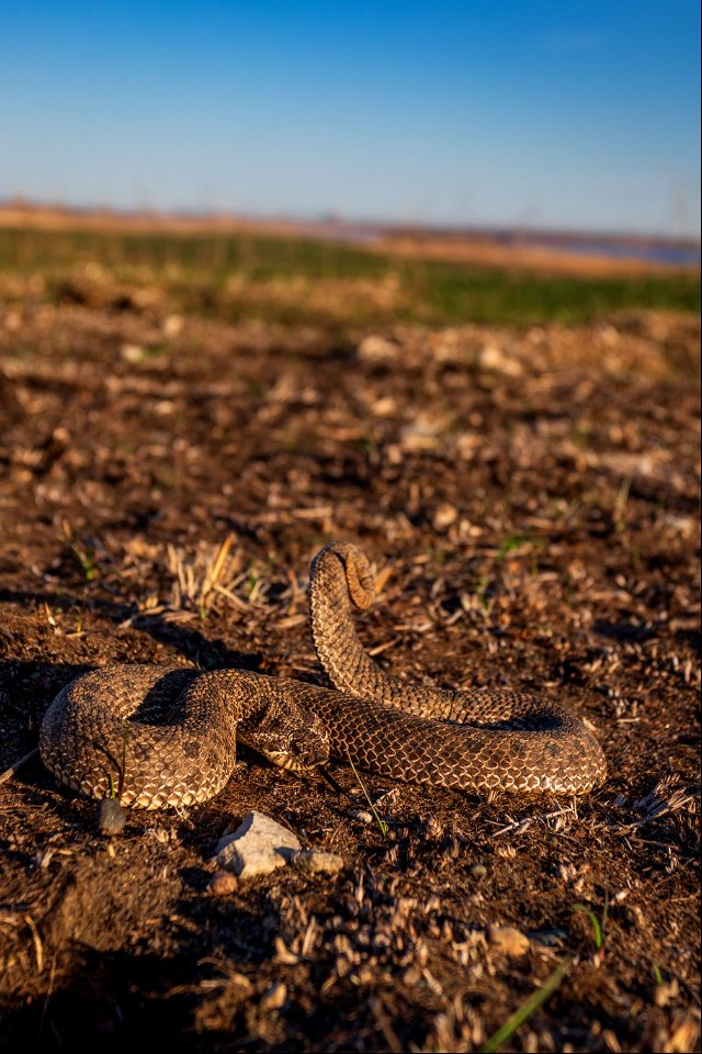 Plains hognose snake
