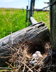 Bird Nest on Lake Andes Wetland Management District South Dakota photo