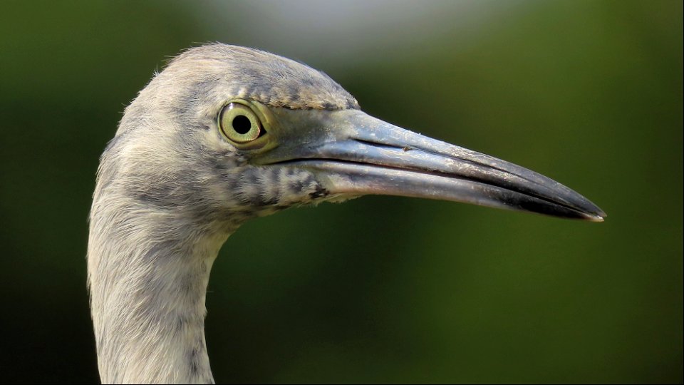 Little Blue Heron photo