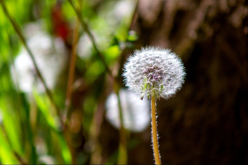 Springtime - West Fork of Oak Creek Trail #108