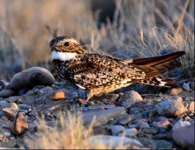 Common nighthawk at Seedskadee National Wildlife Refuge