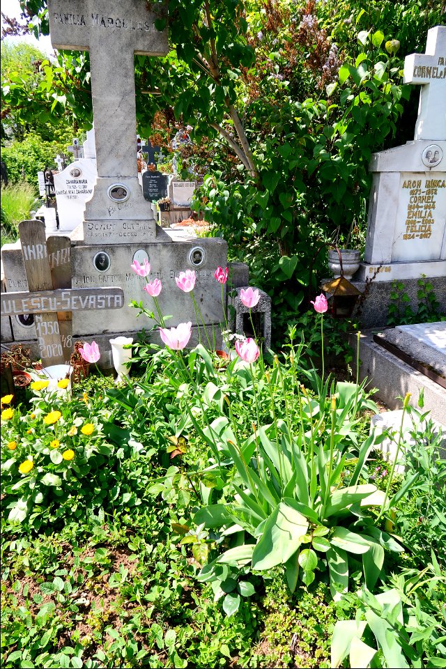 Sfanta-Vineri_cemtery- (5)