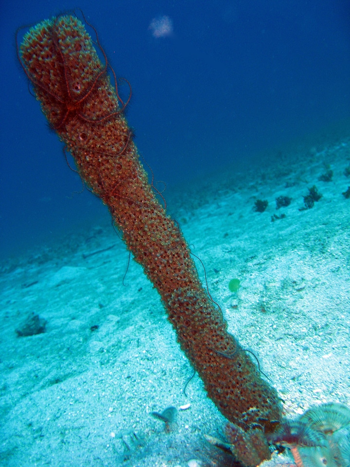 Brittle Star on Sponge