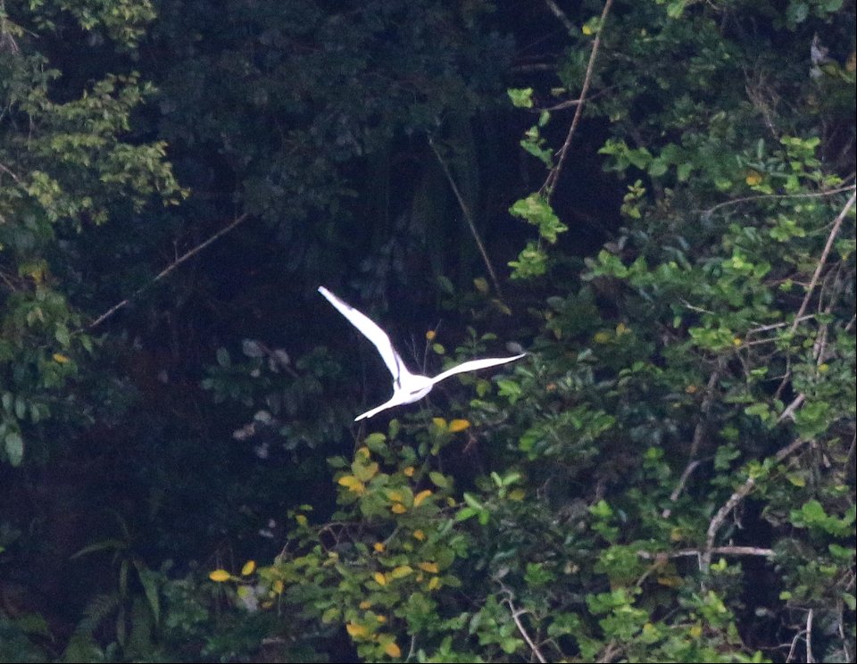 Phaethon lepturus 1