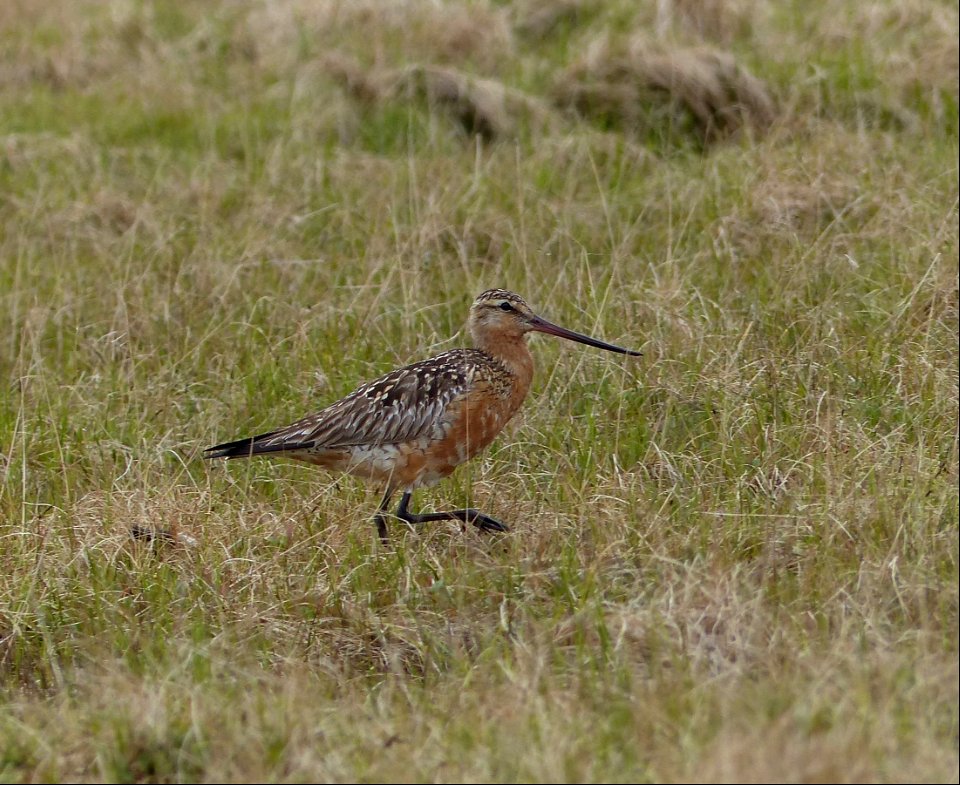 Bar-Tailed Godwit photo