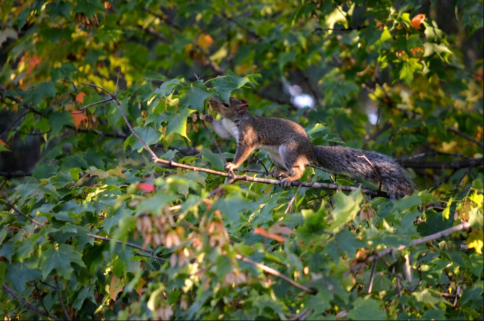 Eastern gray squirrel eating maple seeds in a tree