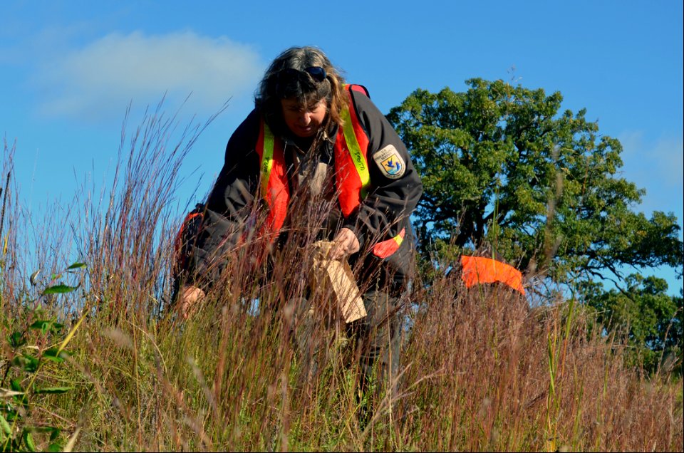 Sherry seed collecting