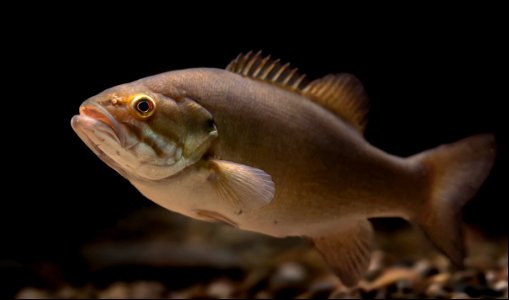 Smallmouth Bass (Micropterus dolomieu)