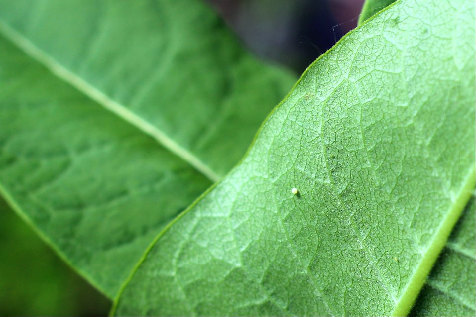 Monarch Egg on Common Milkweed photo