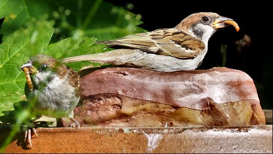 Der gierigste Feldsperling sitzt im Napf