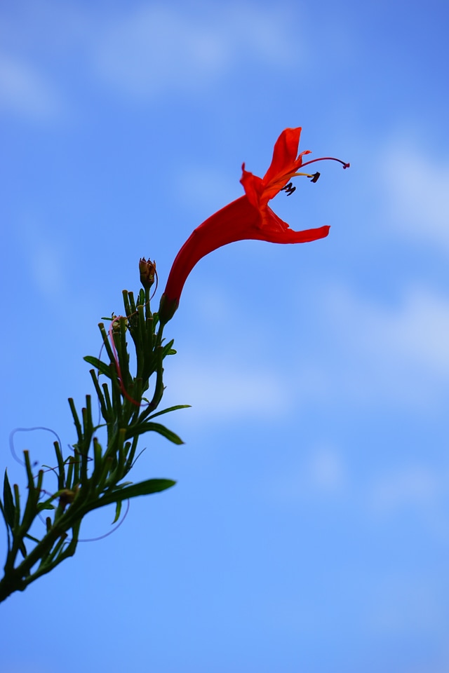 Bush evergreen bush plant