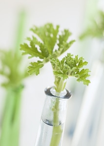 Green leaf on a glass bottle