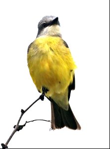602 - TROPICAL KINGBIRD (02-20-2023) world birding center, south padre island, cameron co, tx -01