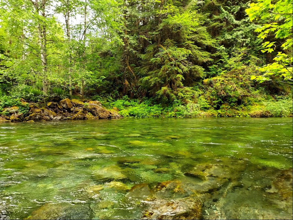 Clear Creek, Mt. Baker-Snoqualmie National Forest. Photo by Anne Vassar June 4, 2021.