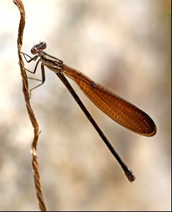 DANCER, VARIABLE (Argia fumipennis fumipennis) (05-11-2023) southern pines, moore co, nc -01