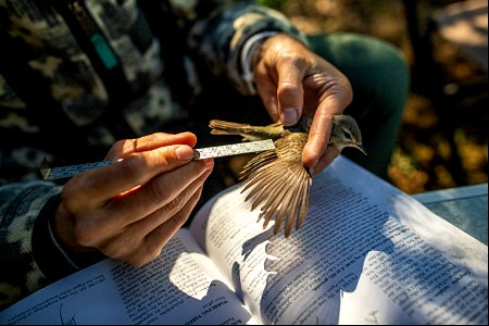 Measuring the wing of a Warbling Vireo