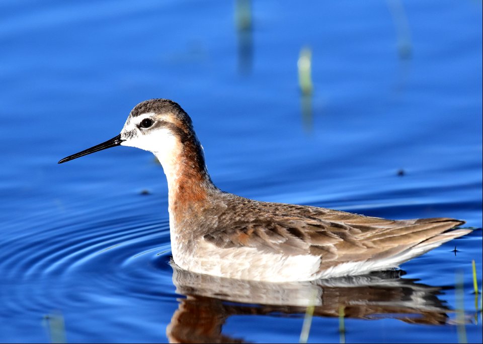 Wilson's phalarope at Seedskadee National Wildlife Refuge
