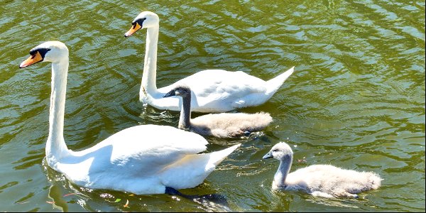 Swan  Cygnets  Family