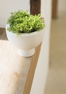 Flower pot on table side
