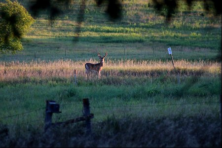White-tailed Deer Karl E. Mundt NWR photo