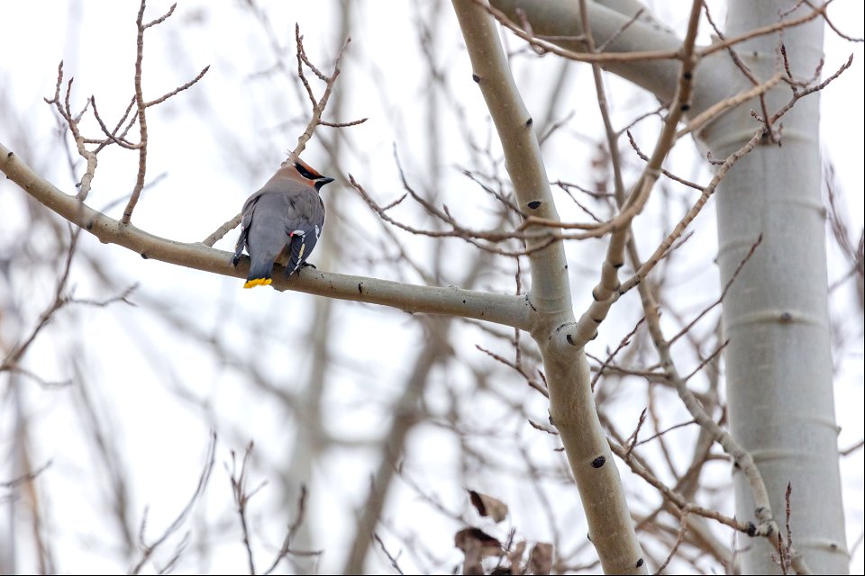 Bohemian waxwing (Bombycilla garrulus)