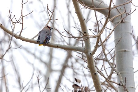 Bohemian waxwing (Bombycilla garrulus)