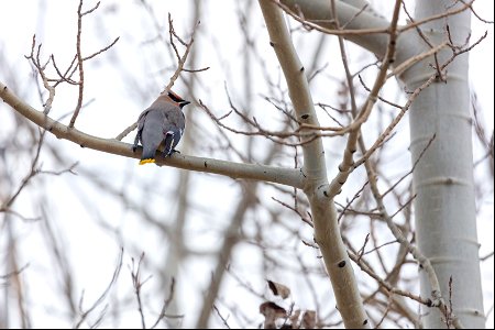 Bohemian waxwing (Bombycilla garrulus) photo