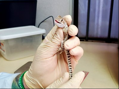 Fresno Chaffee Zoo, BNLL Hatchling Hatching