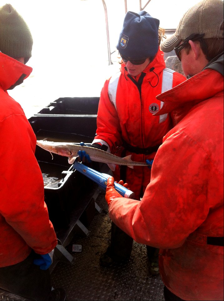 Checking the Sturgeon for a Tag