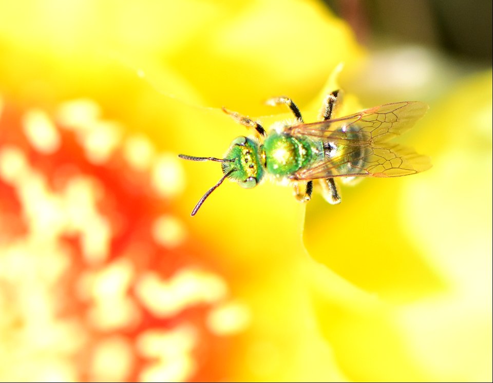 Metallic green sweatbee on prickly pear cactus at Pathfinder National Wildlife Refuge Wyoming